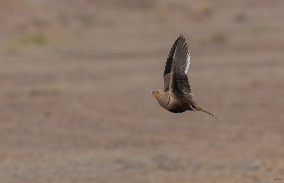 Ganga à ventre brun - ML646634180