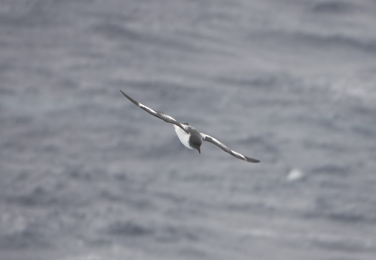 סערון הכף - ML646634182