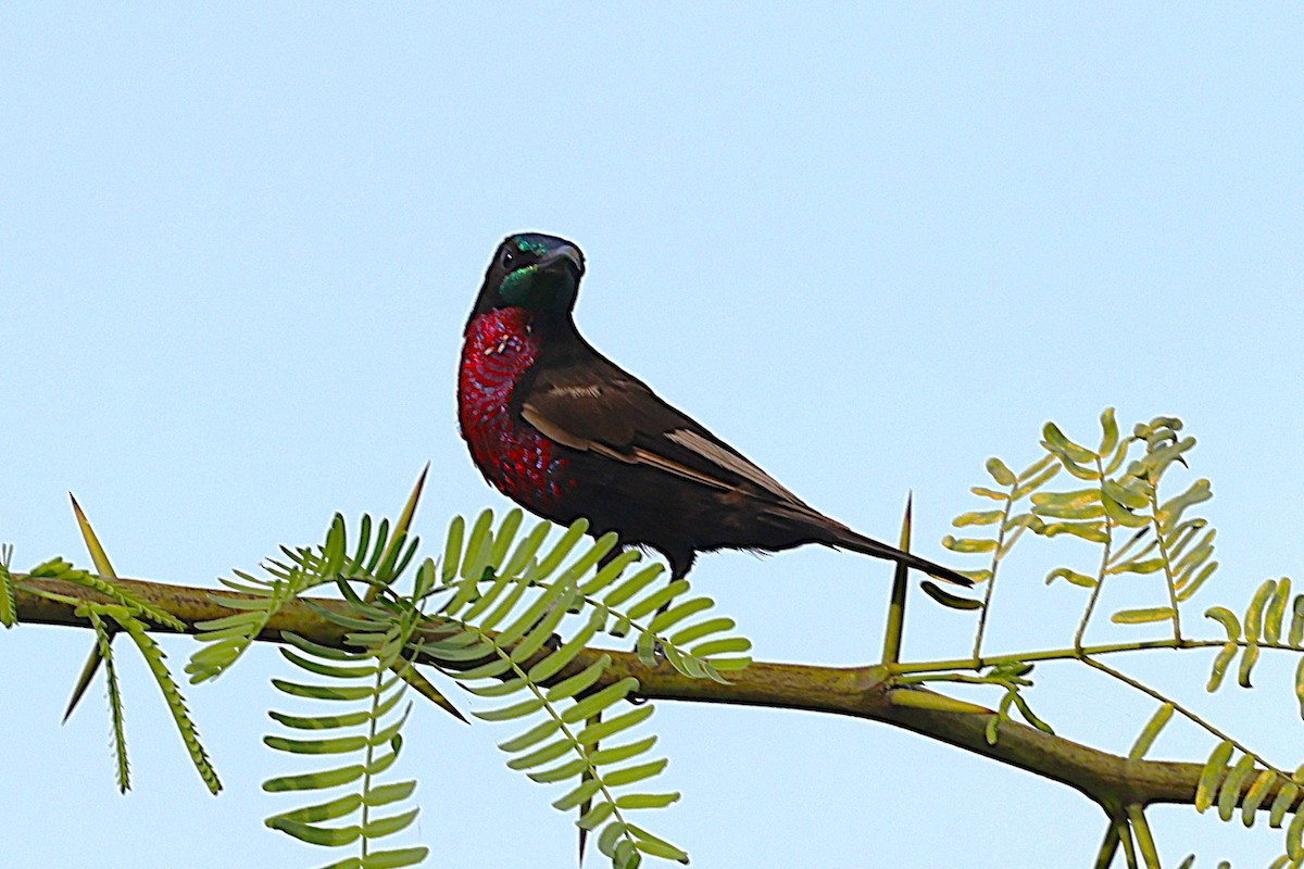 Scarlet-chested Sunbird - ML646634191