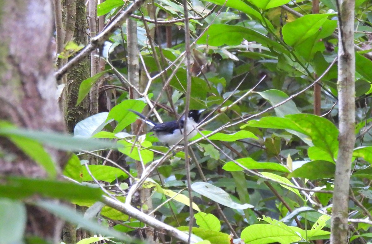 Kofiau Monarch - ML646634192