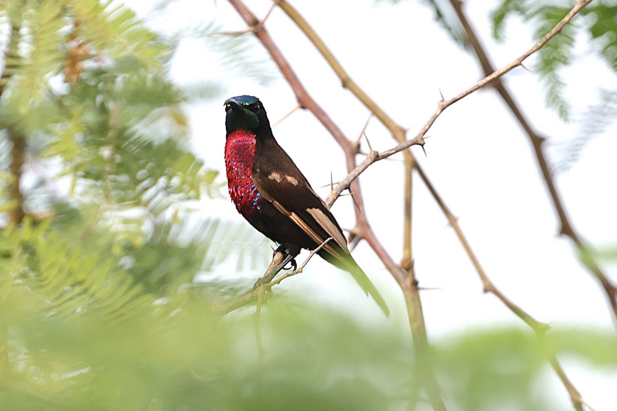 Scarlet-chested Sunbird - ML646634193
