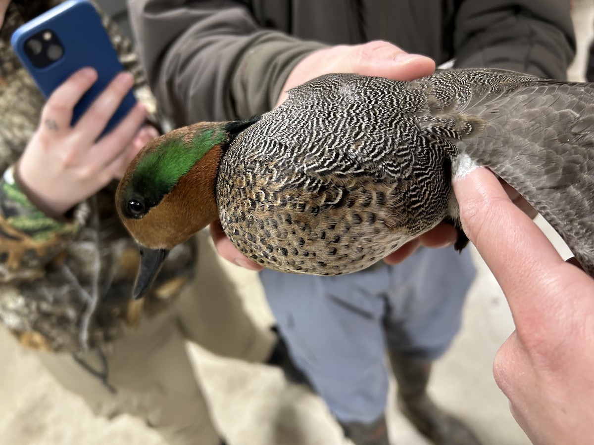 Ipar-ahatea x Zertzeta arrunta (hibridoa) - ML646634194