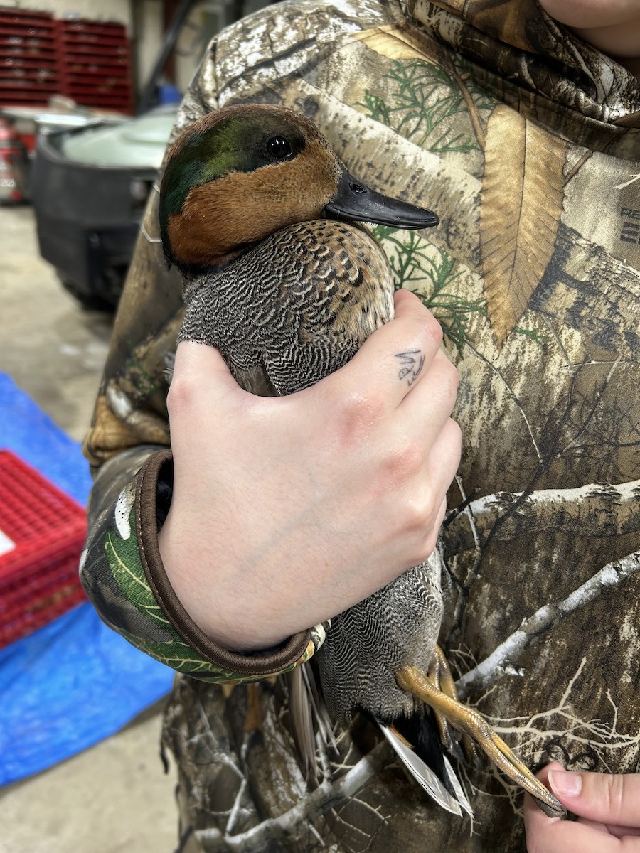 Ipar-ahatea x Zertzeta arrunta (hibridoa) - ML646634195