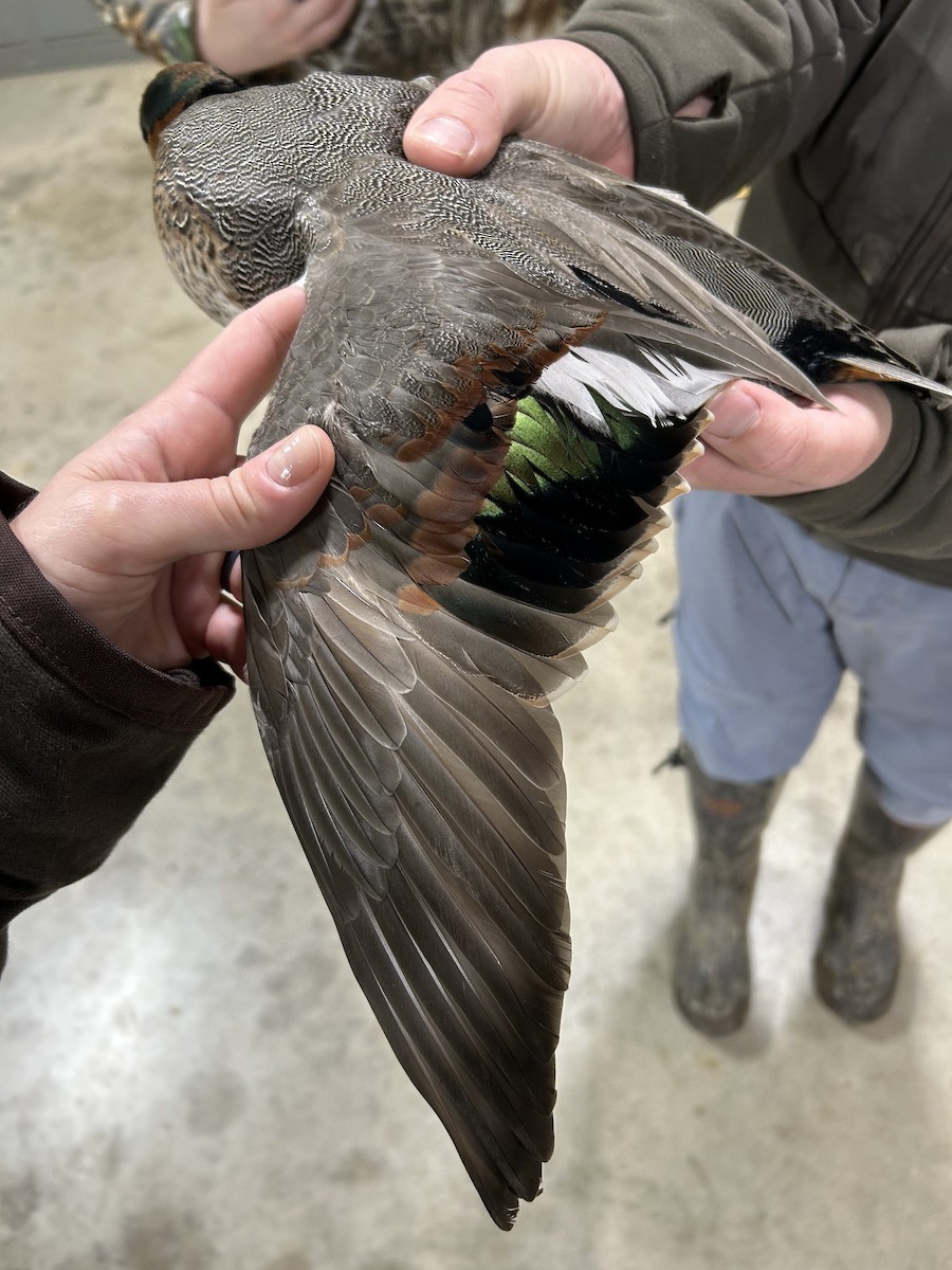 Ipar-ahatea x Zertzeta arrunta (hibridoa) - ML646634197