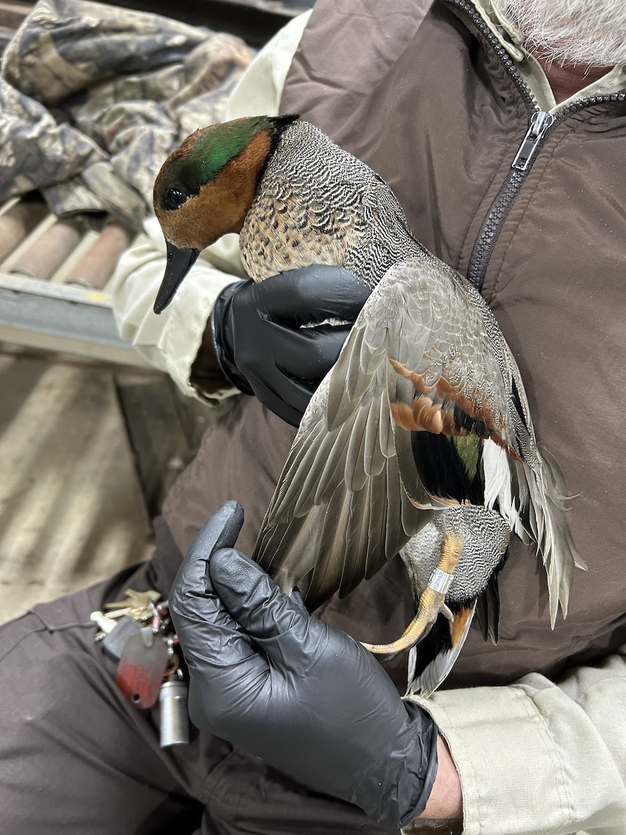 Ipar-ahatea x Zertzeta arrunta (hibridoa) - ML646634198