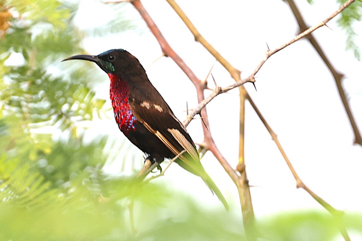 Scarlet-chested Sunbird - ML646634200