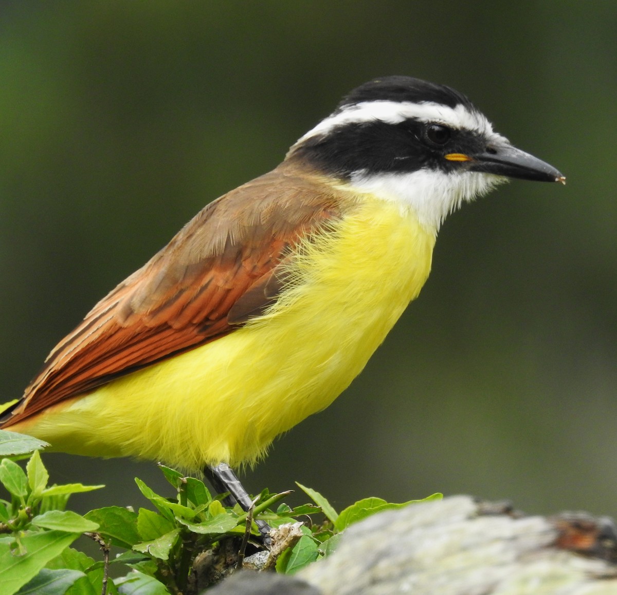 Tyran quiquivi - ML646634204