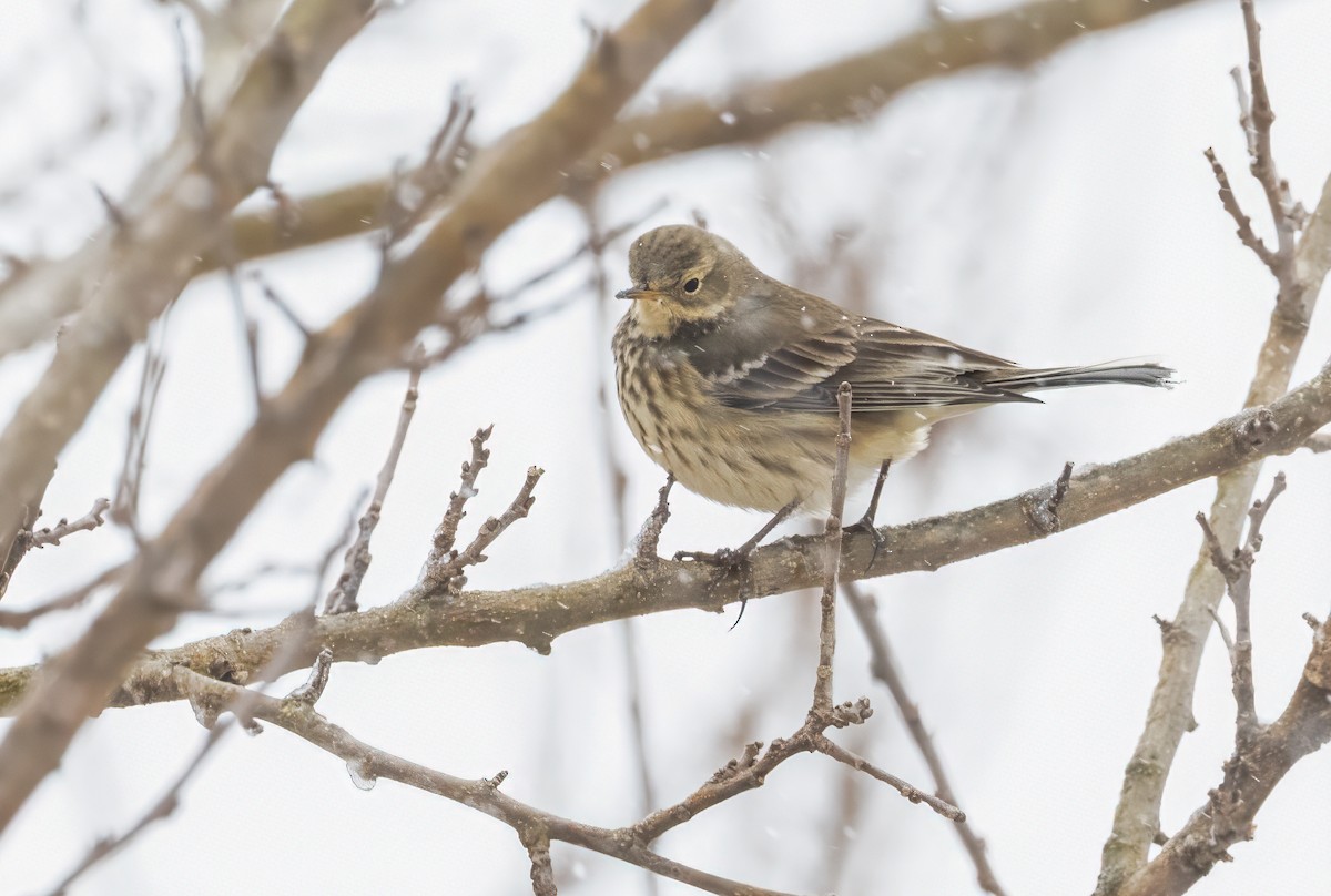 linduška tundrová - ML646634205