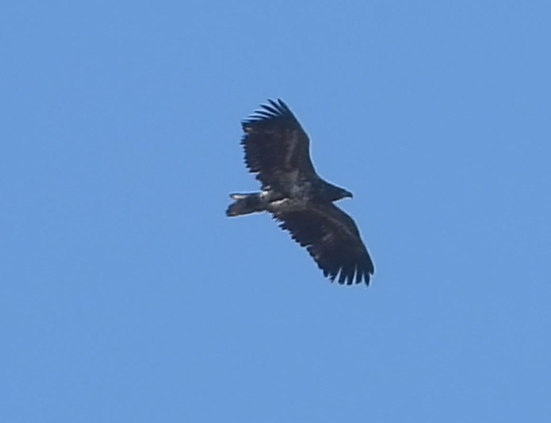 White-tailed Eagle - ML646634206