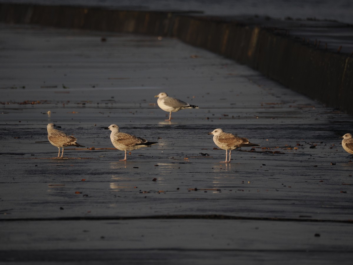 European Herring Gull - ML646634208
