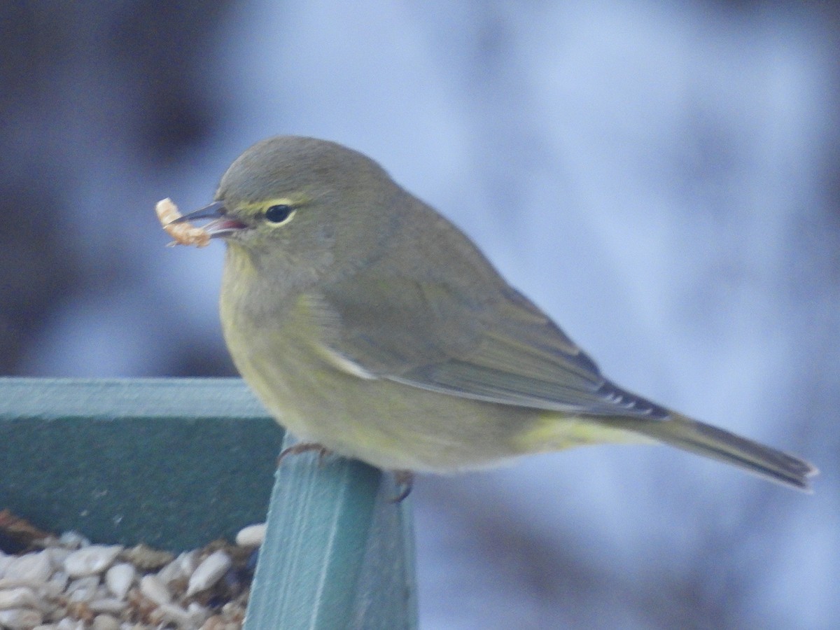 Orange-crowned Warbler - ML646634209