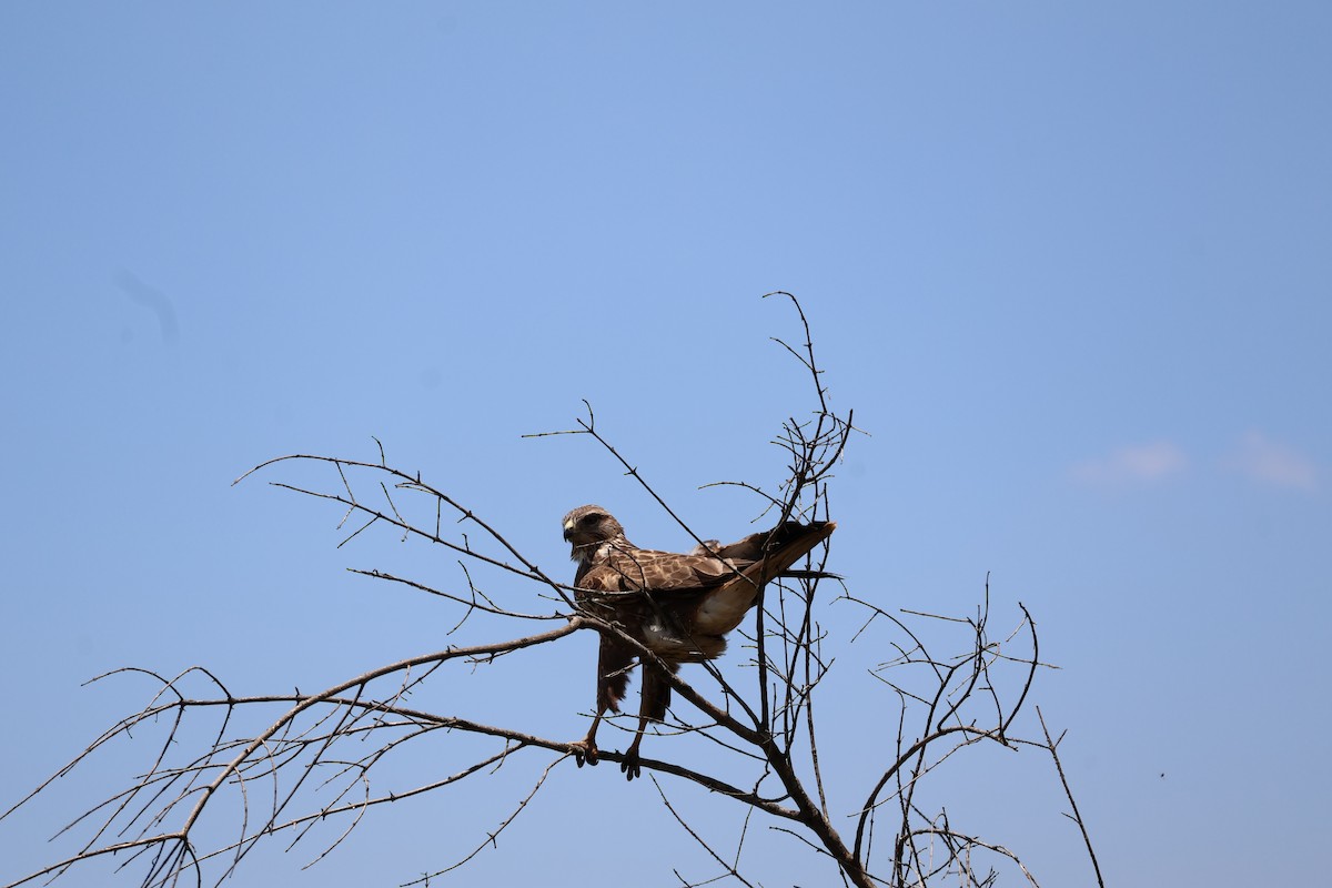 Common Buzzard - ML646634217