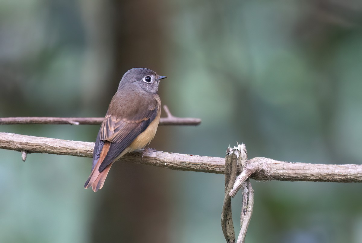 Ferruginous Flycatcher - ML646634219