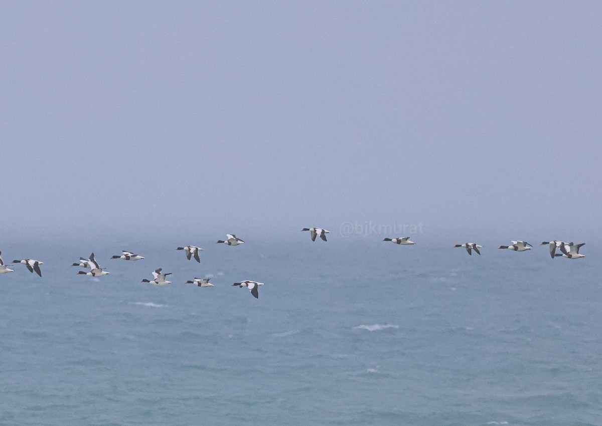 Common Shelduck - ML646634224