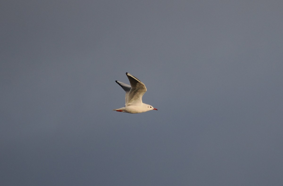 Black-headed Gull - ML646634226