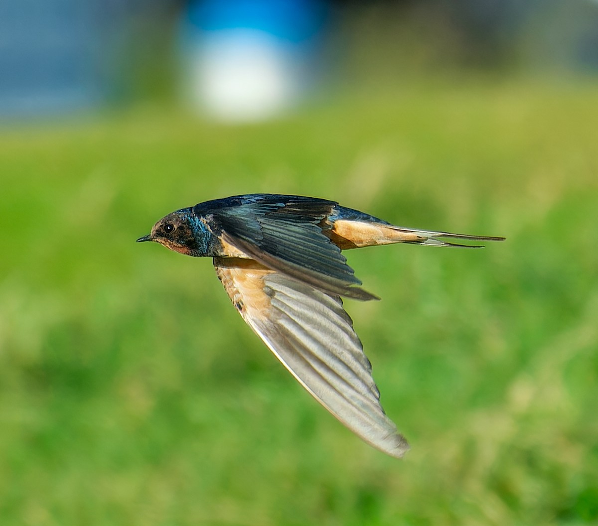 Barn Swallow - ML646634247