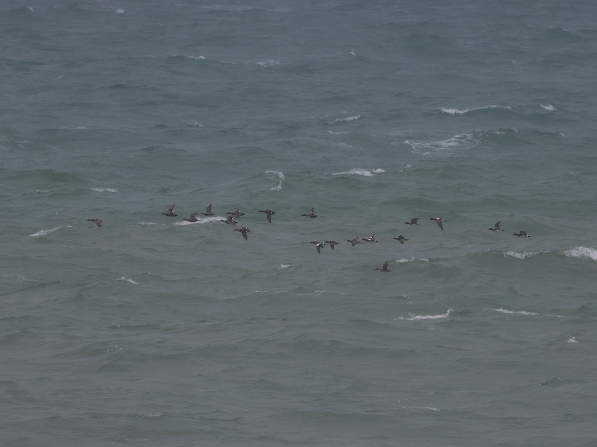 Eurasian Wigeon - ML646634248