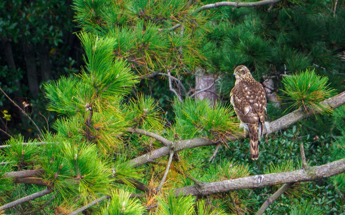 Eurasian Goshawk - ML646634250