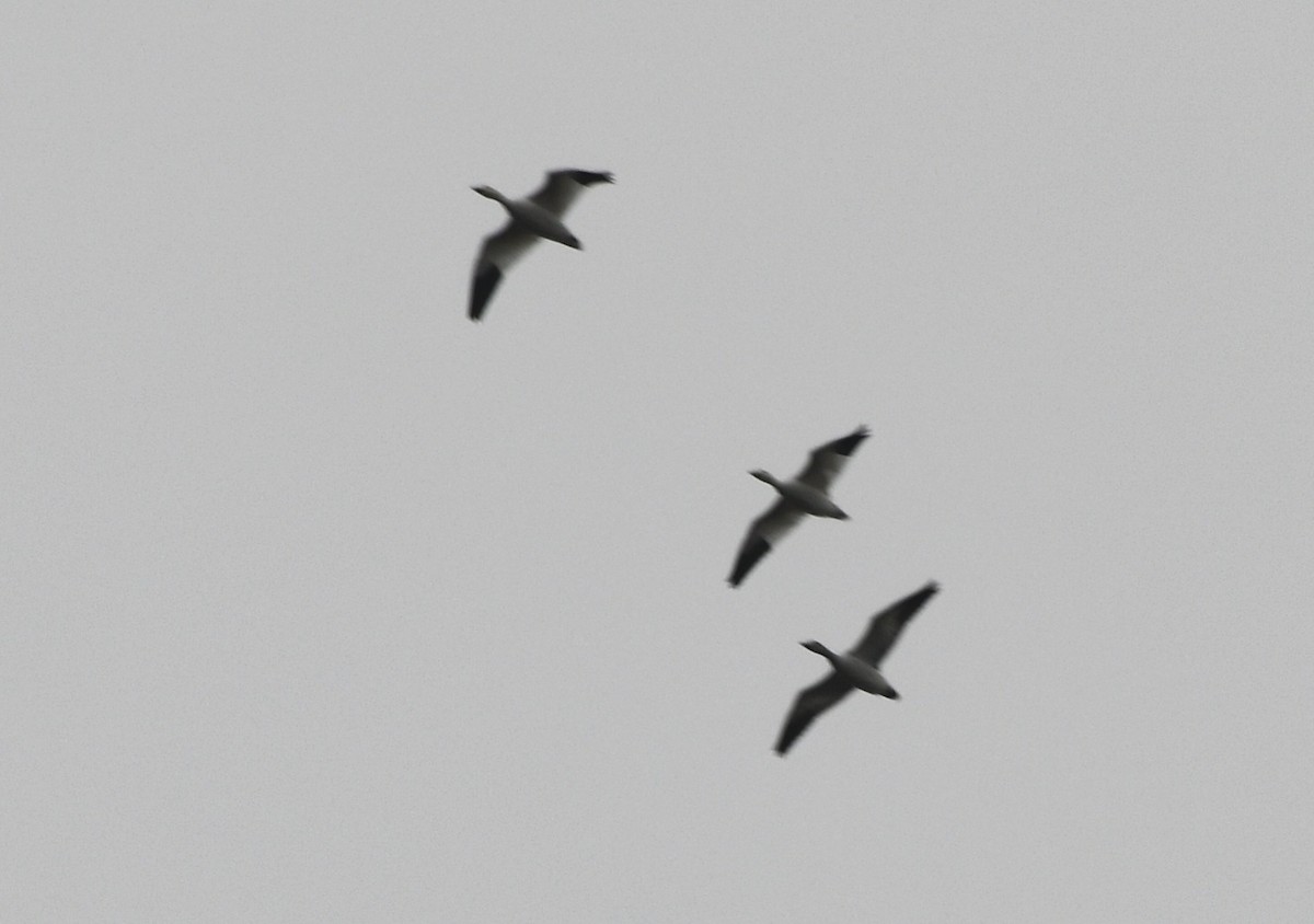 Snow Goose - ML646634252