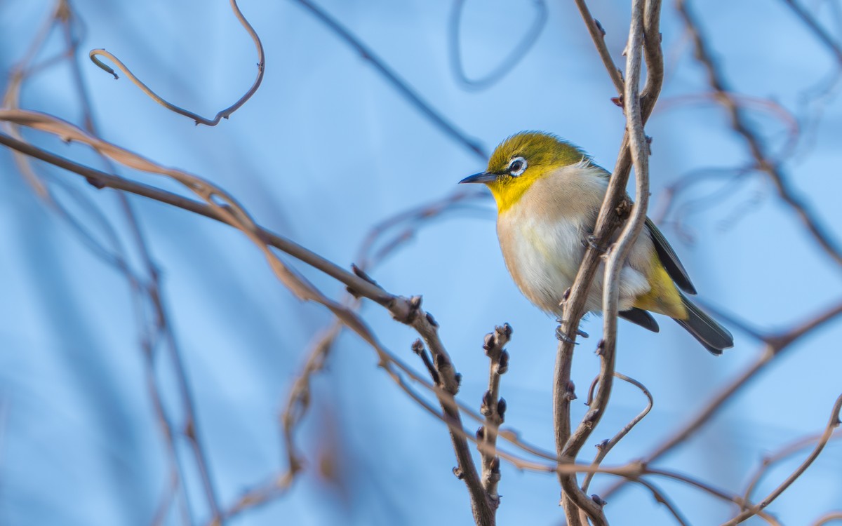 メジロ - ML646634255