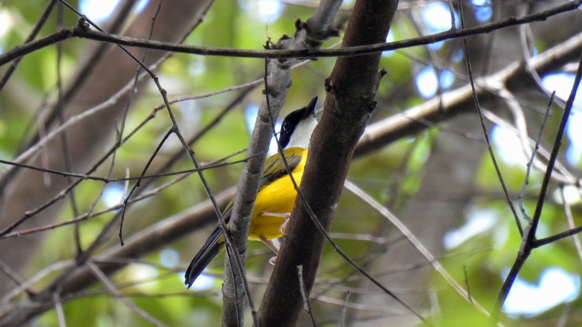 Black-chinned Whistler - ML646634259