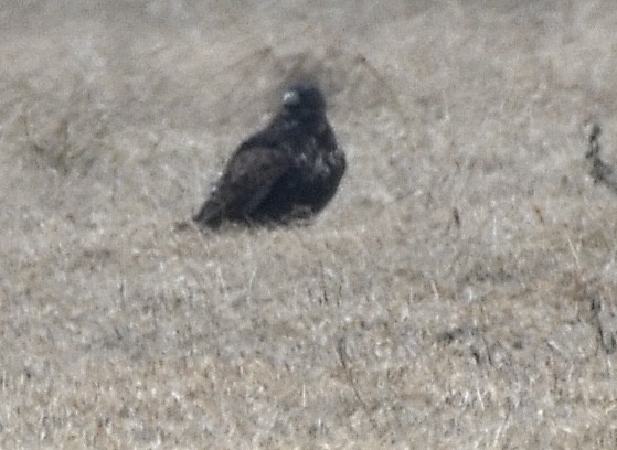 Red-tailed Hawk (Harlan's) - ML646634261
