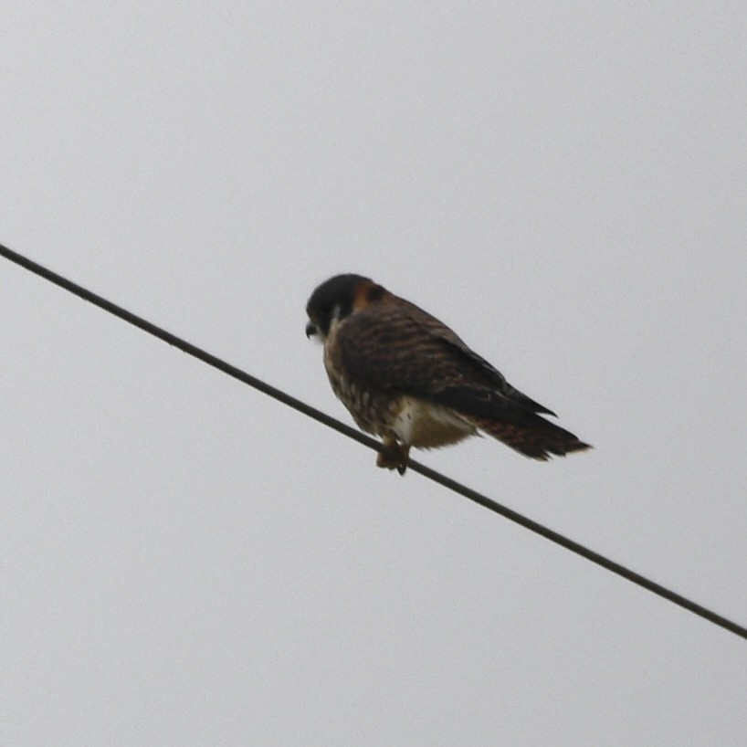 American Kestrel - ML646634263