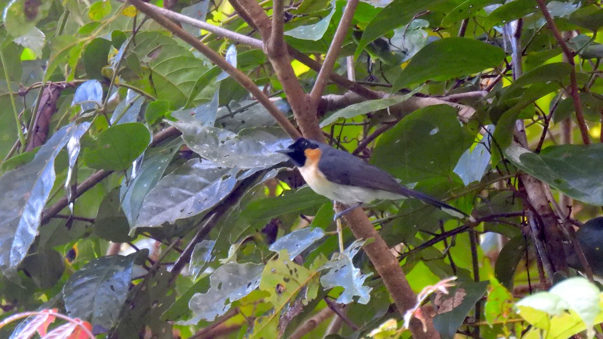 Moluccan Spectacled Monarch (Obi) - ML646634264