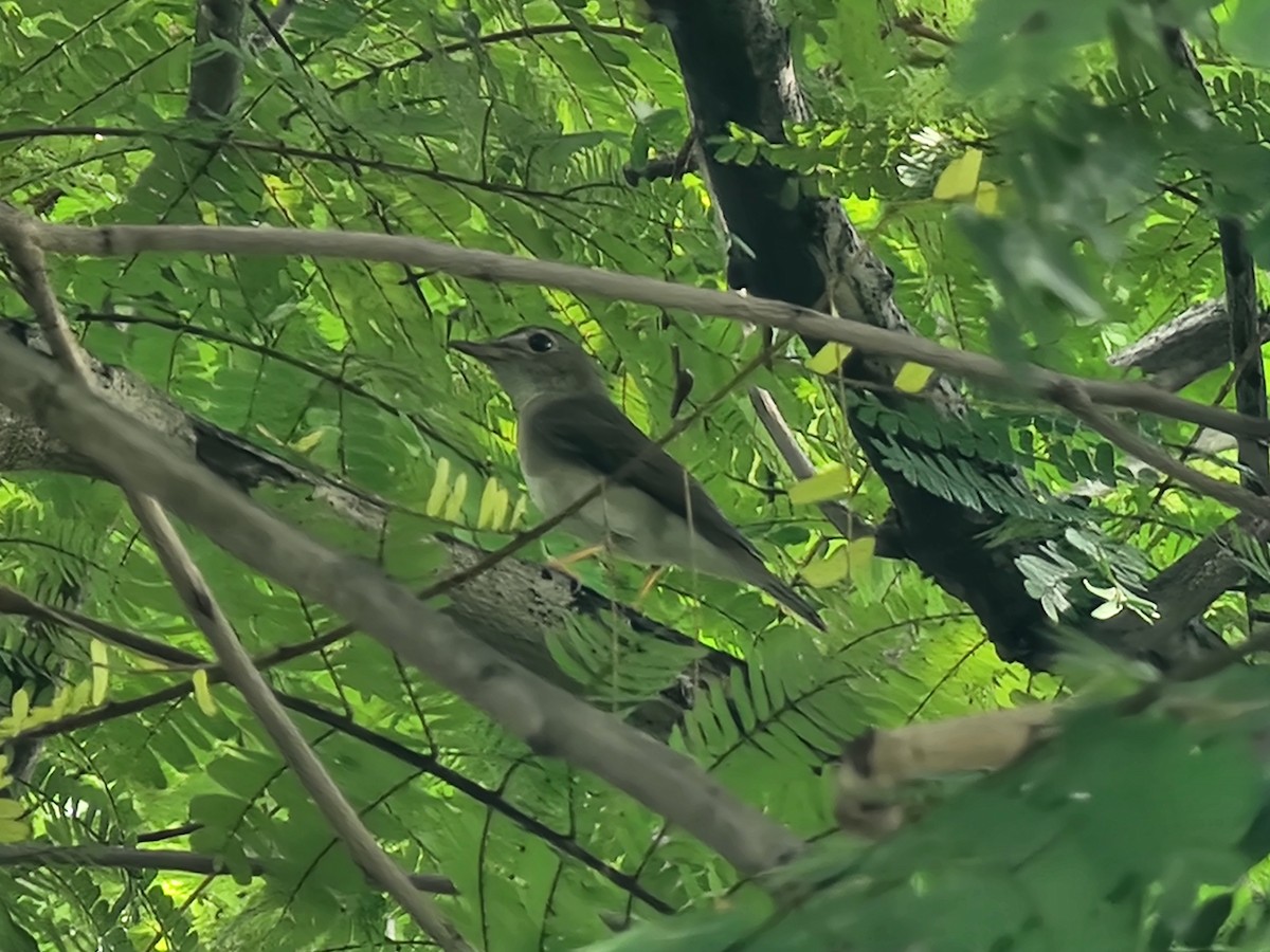 Brown-chested Jungle Flycatcher - ML646634266
