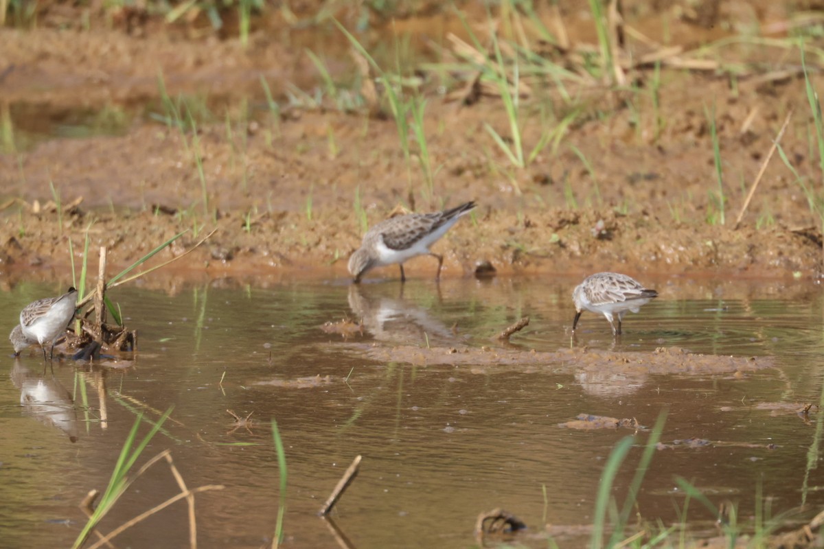 Zwergstrandläufer - ML646634267