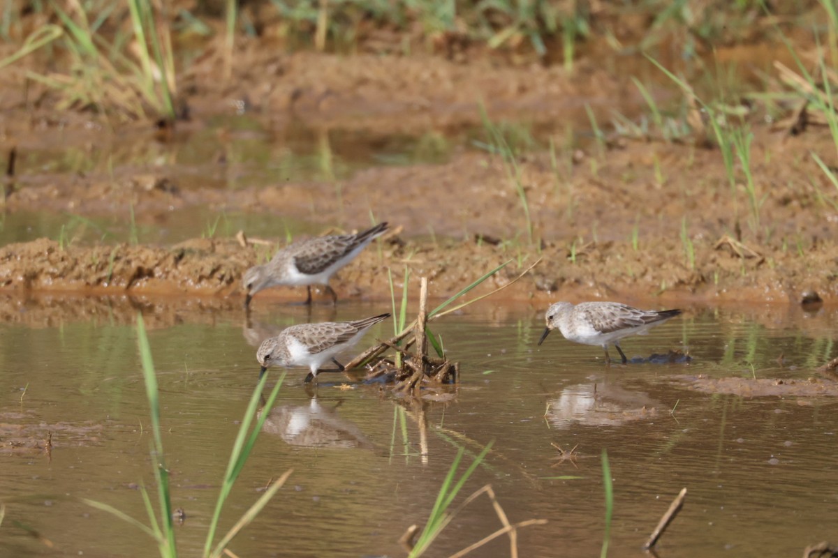 Zwergstrandläufer - ML646634268
