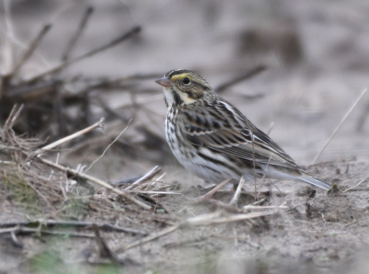 Savannah Sparrow - ML646634271