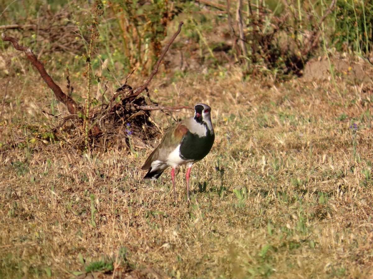 Bronzekiebitz - ML646634274