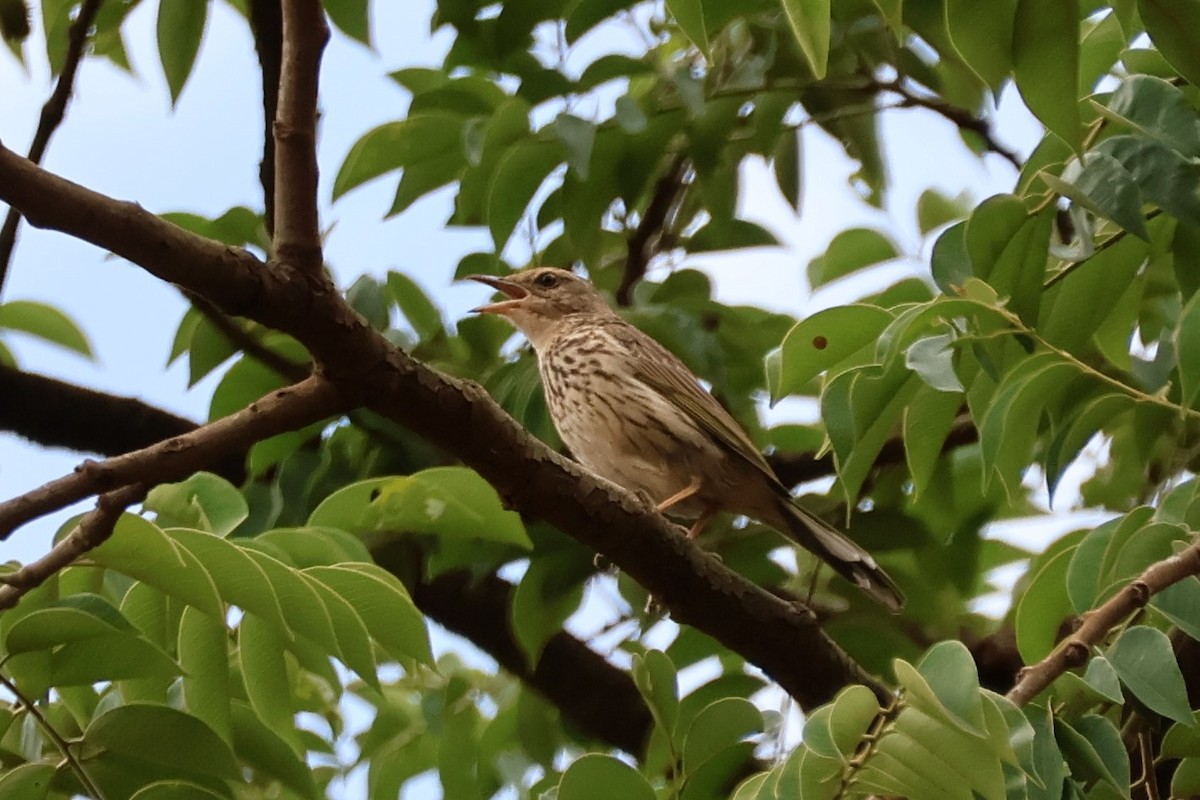 Striped Pipit - ML646634275