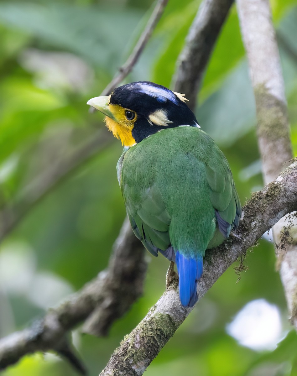 Long-tailed Broadbill - ML646634278