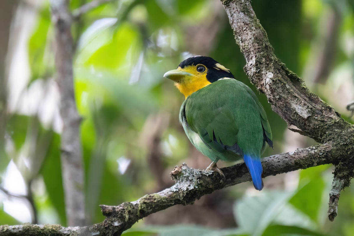 Long-tailed Broadbill - ML646634282