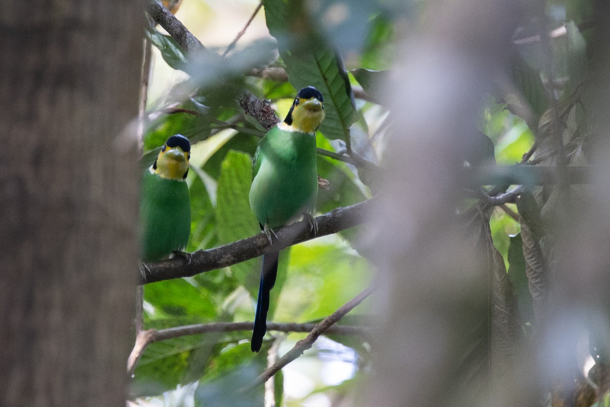 Long-tailed Broadbill - ML646634283