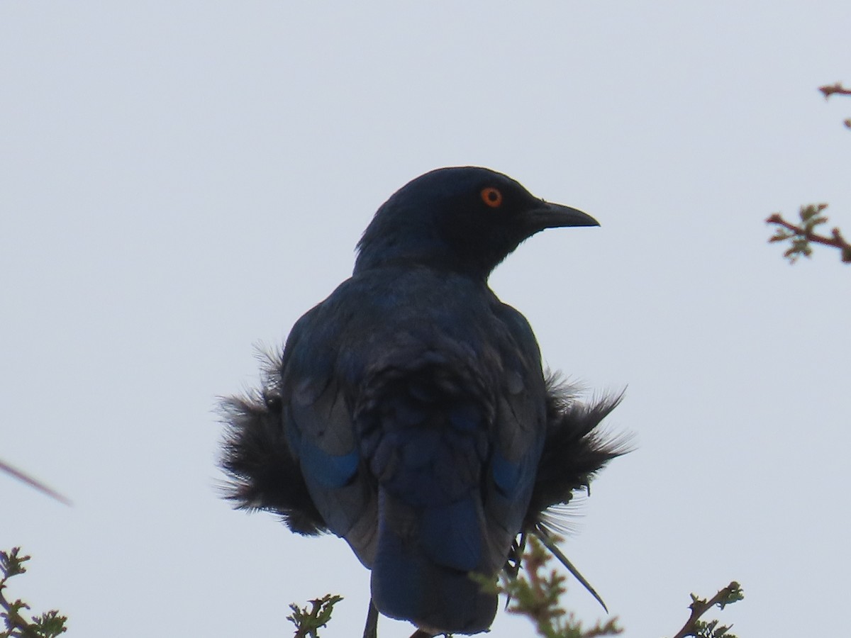 Cape Starling - ML646634286