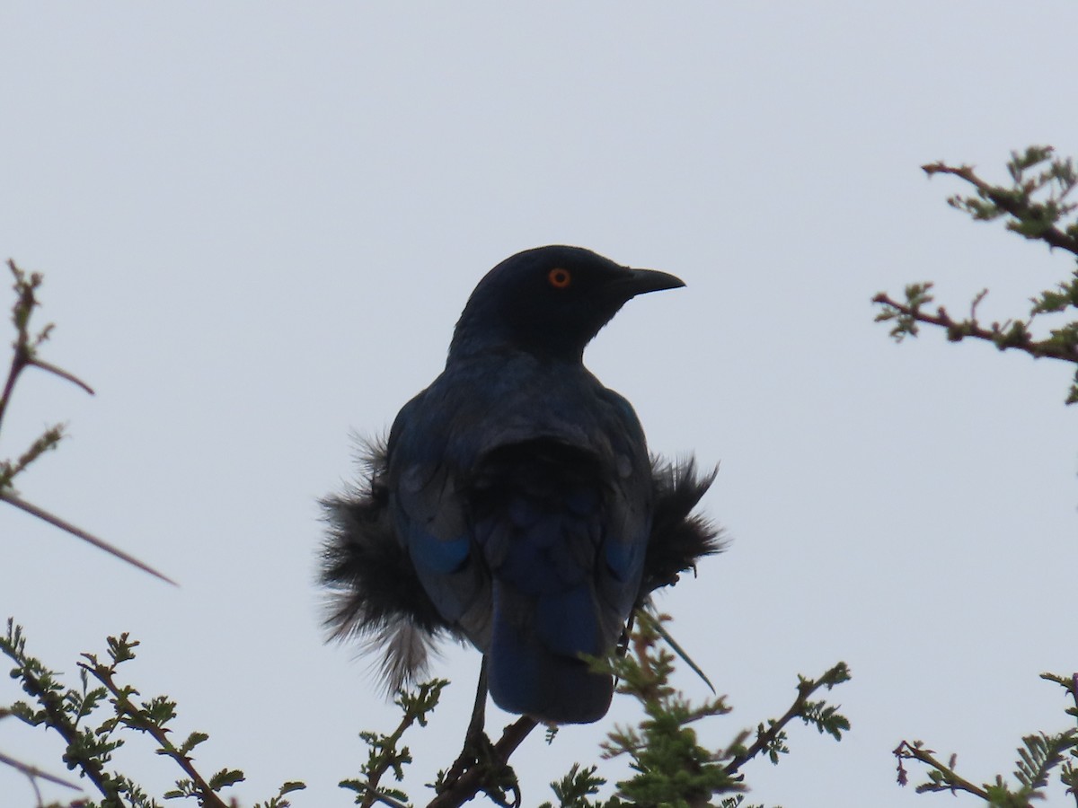Cape Starling - ML646634287