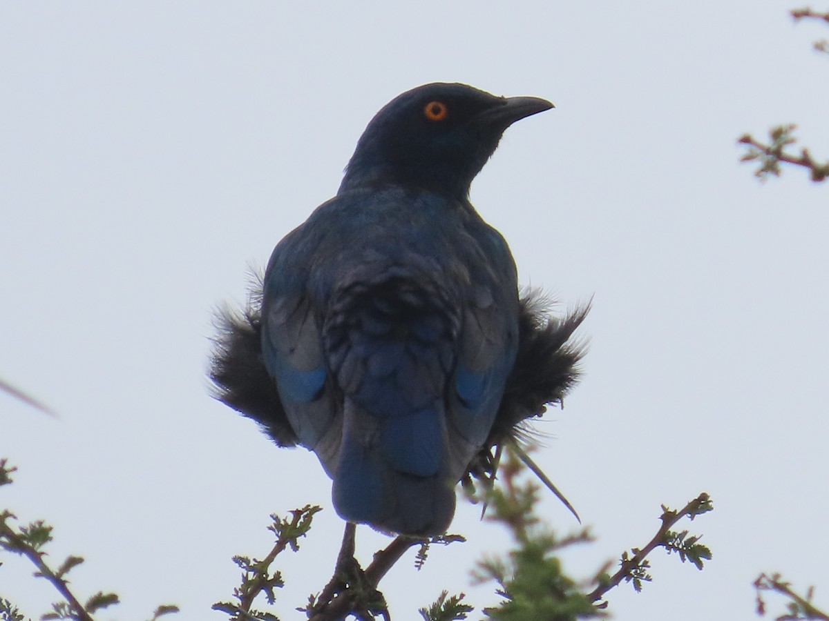 Cape Starling - ML646634288