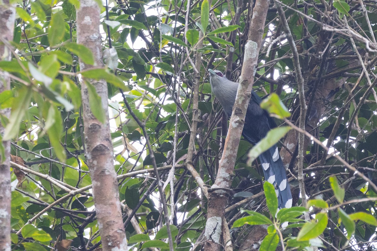 Green-billed Malkoha - ML646634289