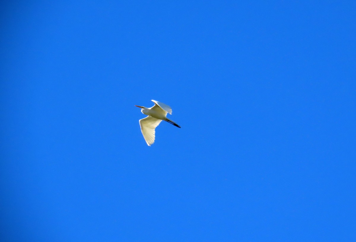 Silberreiher - ML646634290