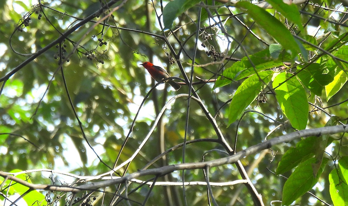 Obi Myzomela (undescribed form) - ML646634291