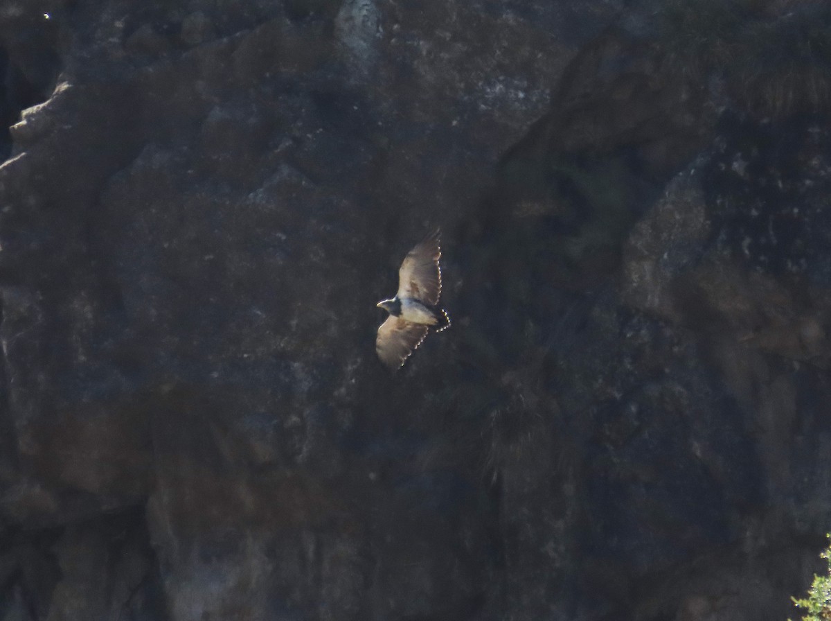 Andenbussard - ML646634295