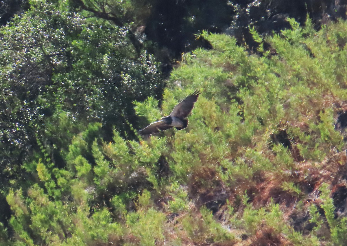 Andenbussard - ML646634296