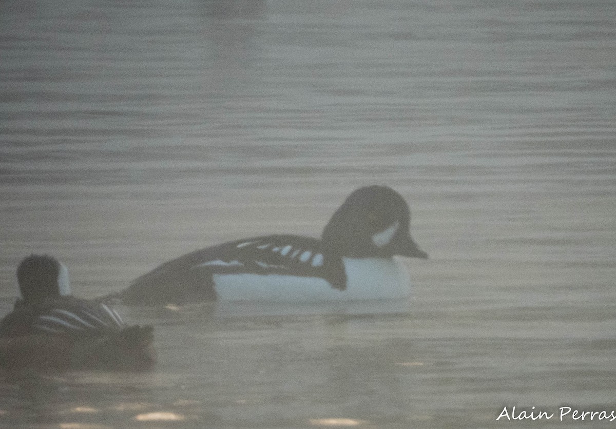 עבראש איסלנדי - ML646634297
