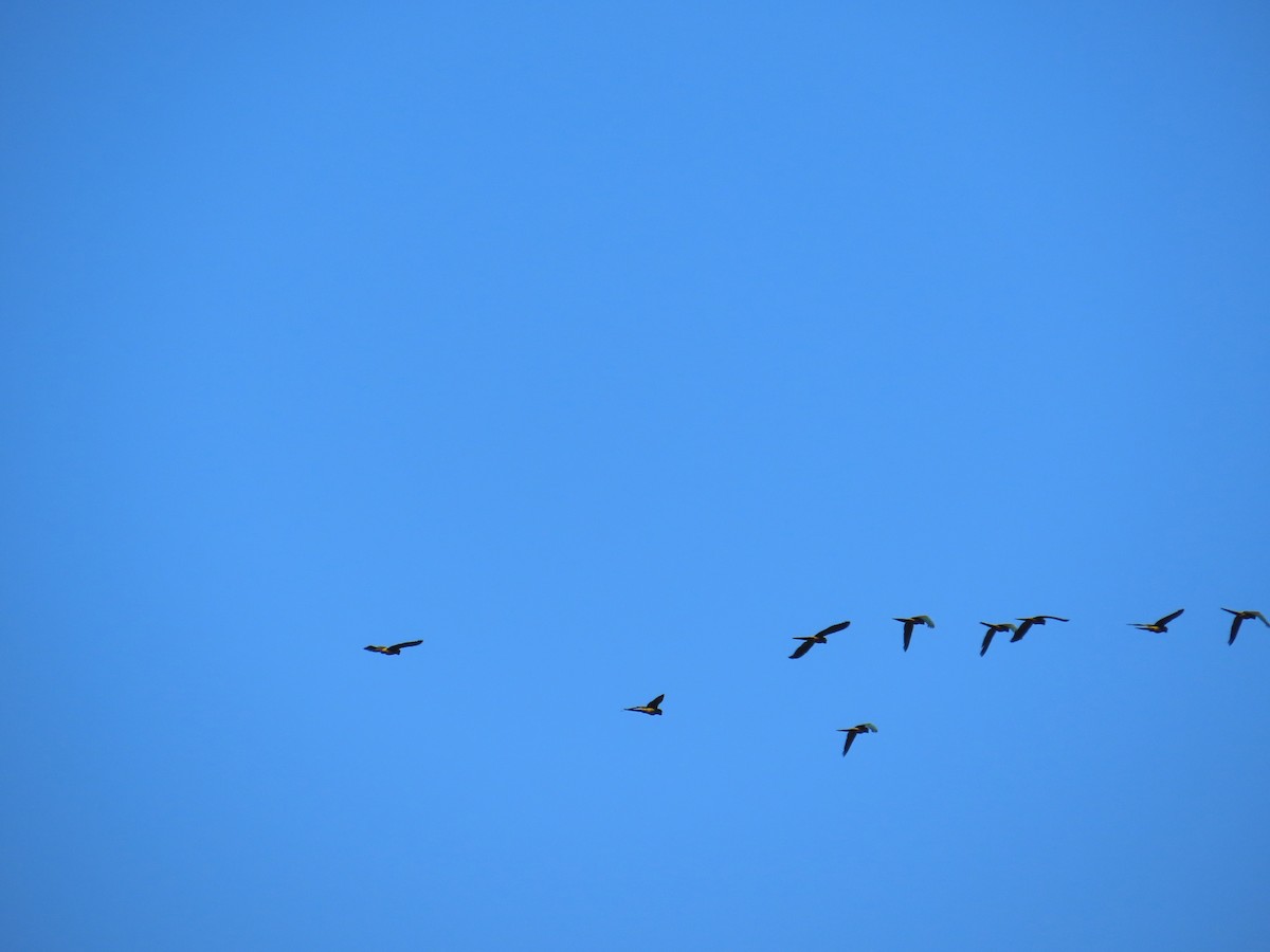 Felsensittich - ML646634298