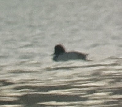 Greater/Lesser Scaup - ML646634299