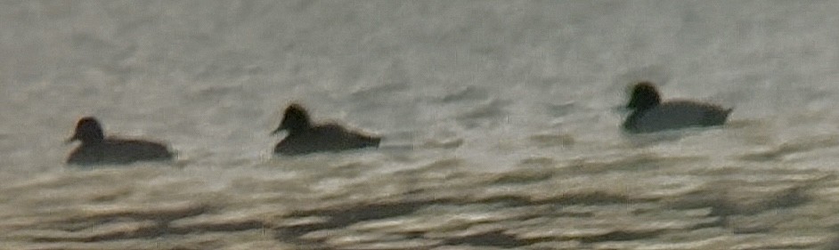 Greater/Lesser Scaup - ML646634300