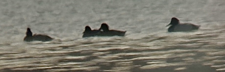 Greater/Lesser Scaup - ML646634301